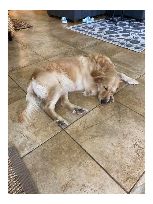 Check Your Pet's Microchip Registration