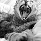 Maxime Bornemann's photo