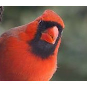 Sharon Binnion's photo
