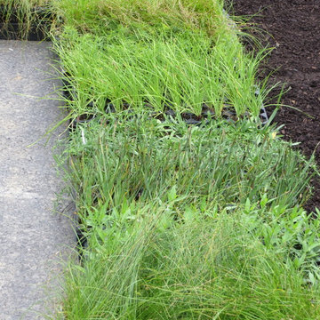 landscape plugs