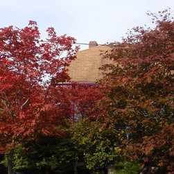 available japanese maple trees - Outdoor Products