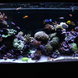 300 Gallon Reef Aquarium - Indoor Fountains