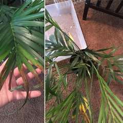 Is my cat palm dying???! | Houzz Forum