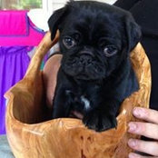 Renate Gosdin's photo