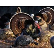 June Stastny's photo