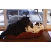 Vanessa Mullinax's photo