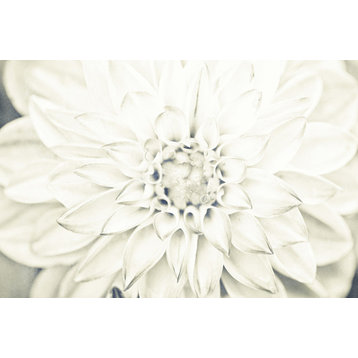 "Bright White Bloom I" Canvas Art, 36"x24"