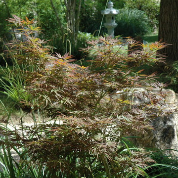 Jardin japonais