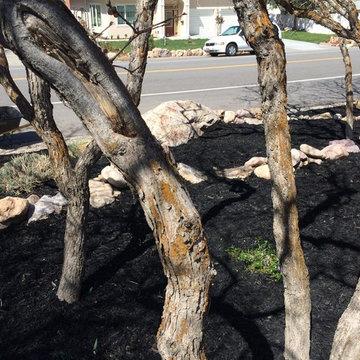 Olympus Cove: Black Mulch
