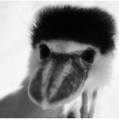 Foto de Frances Bird
