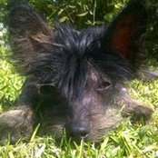Layla Cresteds foto