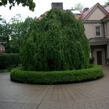 Motor Court Specimen Tree