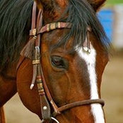 Foto von Cheryl Vernon
