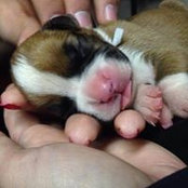 Shady Valley Kennels's photo