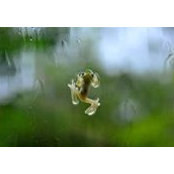 Liz Williams's photo
