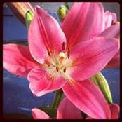 Lela Pohlmann's photo