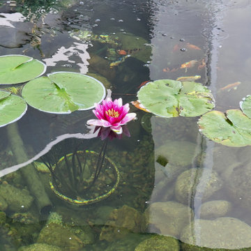 Custom✨ Koi Pond
