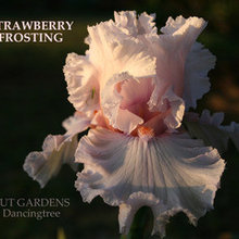 Flowers I Want For My Garden