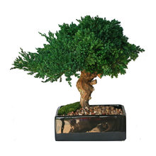 Artificial Bonsai