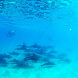 Freshwater Dolphins by Joel Coleman - Photographs