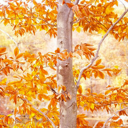 Landscapes/Nature - Artwork