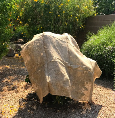 Landscape by Noelle Johnson Landscape Consulting