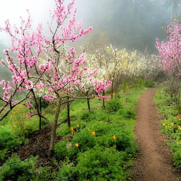 Native Herbal Garden