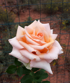 Lesser known, but good rose varieties | Houzz Forum