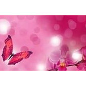 Donna Allen's photo