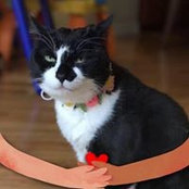 Sonya Song's photo