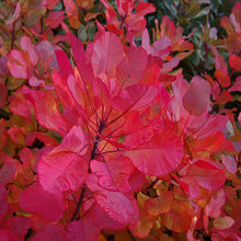 fall shrubs