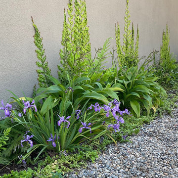 1000sf Family Backyard