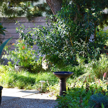 Hollywood Hills California Native Garden Sanctuary