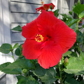 Marlene Devine's photo