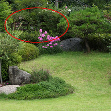 garden Lisa