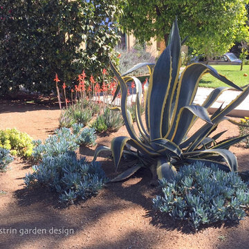 SUCCULENT GARDEN