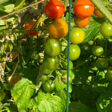 An Eco-conscious Garden: Permeable patio + walkway; Child-friendly Edible Garden