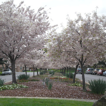 Flowering Cherry trees special structural pruning and fertilization. San Jose, C