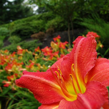 Great design plants and Miscellaneous Garden life