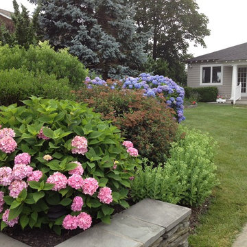 Hamptons Hydrangeas