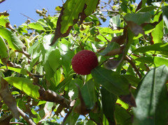 lychees southern lychee
