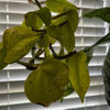 Spots on my philodendron.
