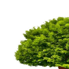 Garcias Tree Service LLC