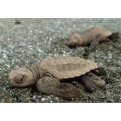Cori Olmstead's photo