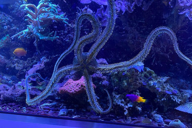 Fishtank