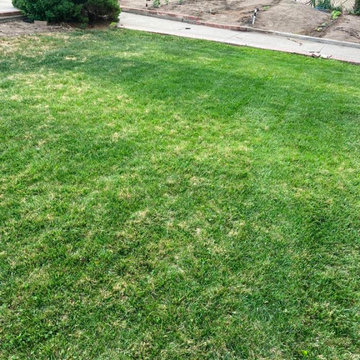 Lawn Revival