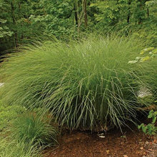 landscaping/garden