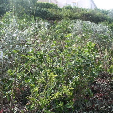 Hillside developed into plush plant beds