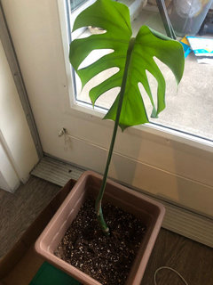 Got a trellis today & did a repot with my monstera deliciosa! Did I tie the plant  velcro too high? I don't want to interfere with the new leaf coming soon on