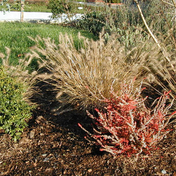 Full Front & Back Landscape - Ballard, Seattle